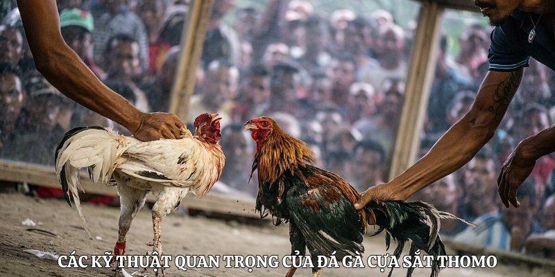 Các kỹ thuật quan trọng của đá gà cựa sắt Thomo