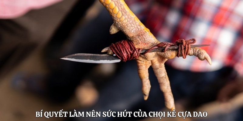 Bí quyết làm nên sức hút của chọi kê cựa dao