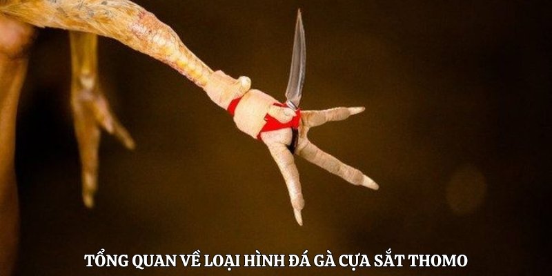 Tổng quan về loại hình đá gà cựa sắt Thomo