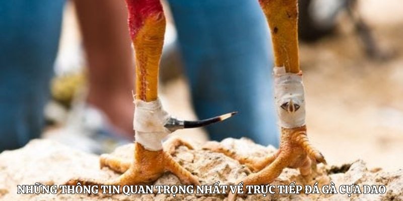 Những thông tin quan trọng nhất về trực tiếp đá gà cựa dao