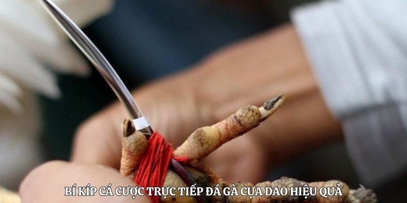 Bí kíp cá cược trực tiếp đá gà cựa dao hiệu quả