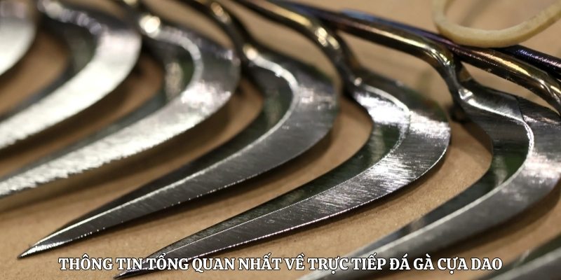 Thông tin tổng quan nhất về trực tiếp đá gà cựa dao