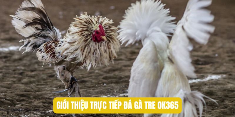 Giới thiệu trực tiếp đá gà tre OK365