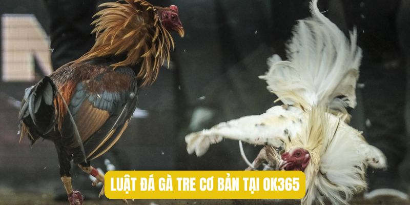 Luật đá gà tre cơ bản tại OK365