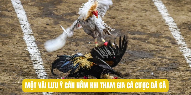 Một vài lưu ý cần nắm khi tham gia cá cược đá gà