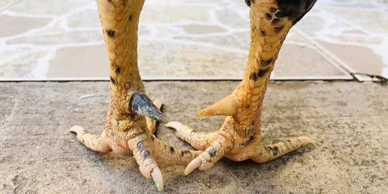 Chia sẻ các loại vảy gà được săn lùng nhất 