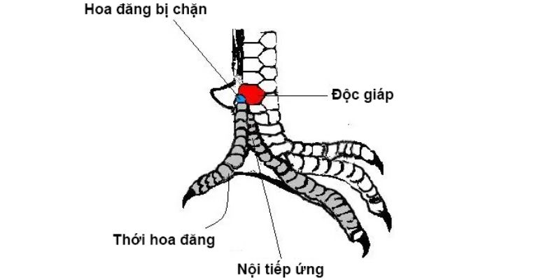 Có rất nhiều loại vảy gà đặc trưng